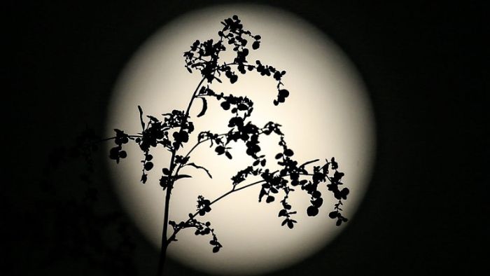 What If We Had No Moon?