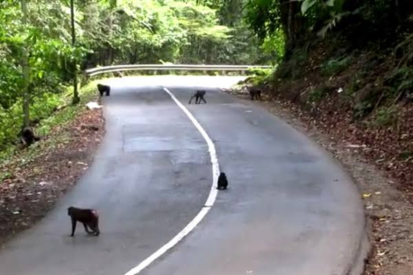 Jalan Lintas Sumatera Rawan Binatang Nyeberang