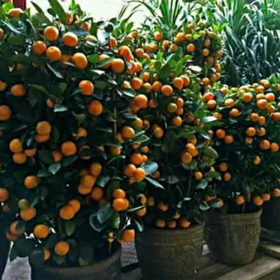 Kupas Kulit'Nya Ambilah Isinya
