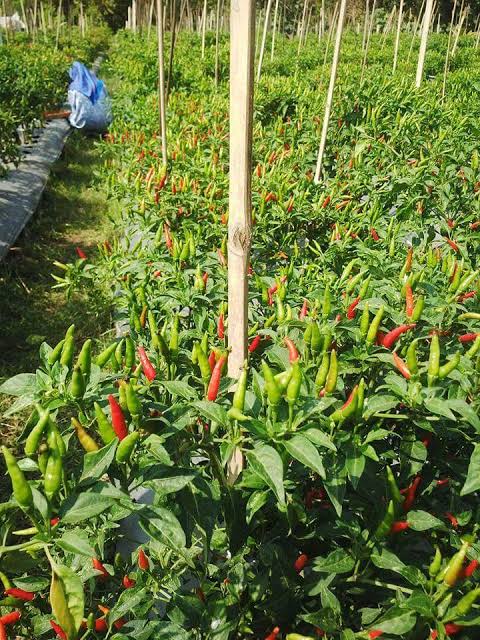 Para Pengusaha Lokal, Berdiri Di Kaki Bangsa