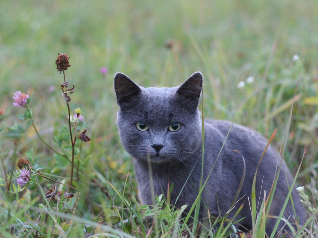 Step by step instructions to Deal with Normal Cat Conduct Issues