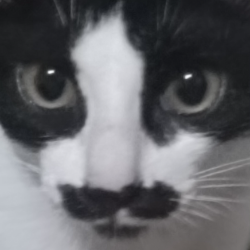 profile-image