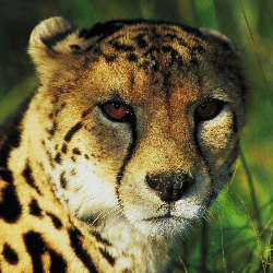 profile-image